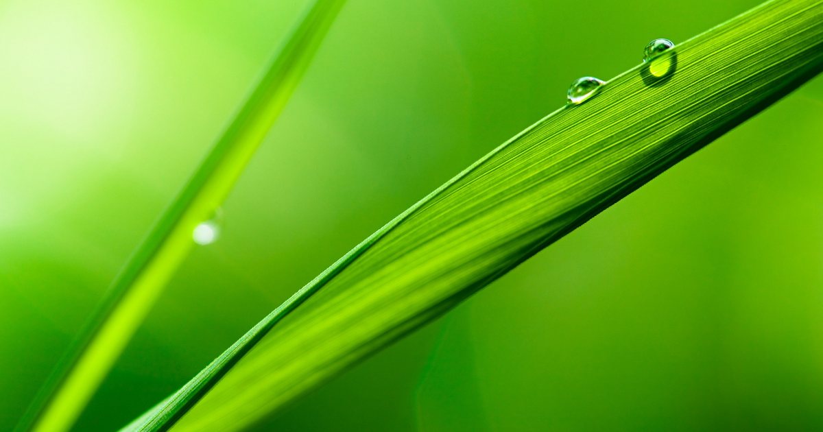 A green leaf with water droplets