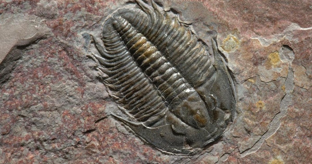 A trilobite fossil in red stone