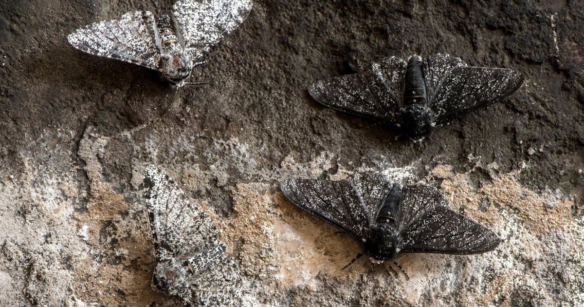 Pale and dark peppered moths resting on weathered stone
