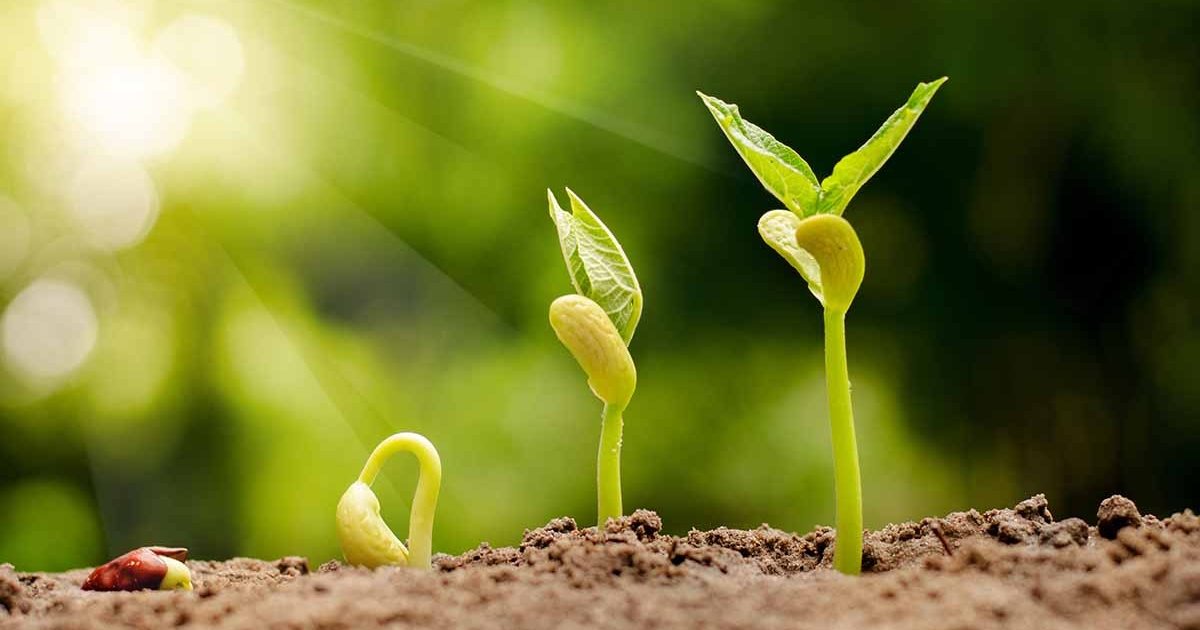Seedlings breaking through the soil