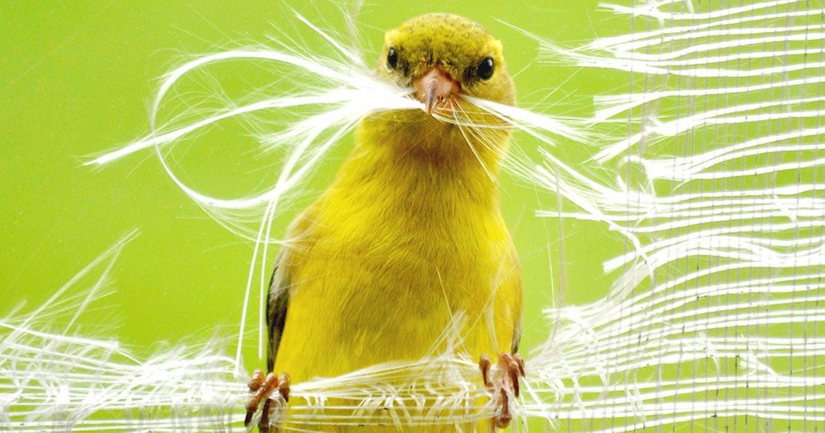 A goldfinch clinging to a torn window screen, its beak full of the fibers it has pulled loose