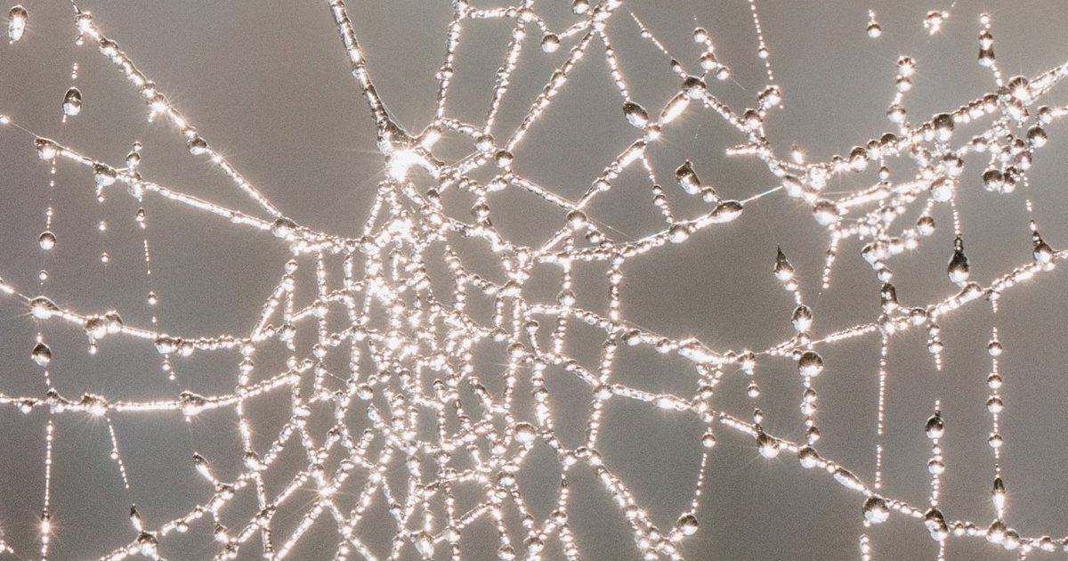 A dew-covered spider web