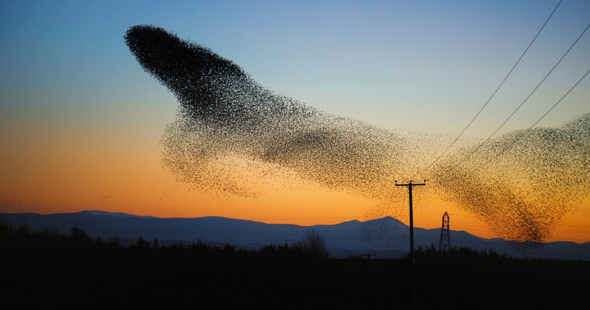A starling murmuration at dusk