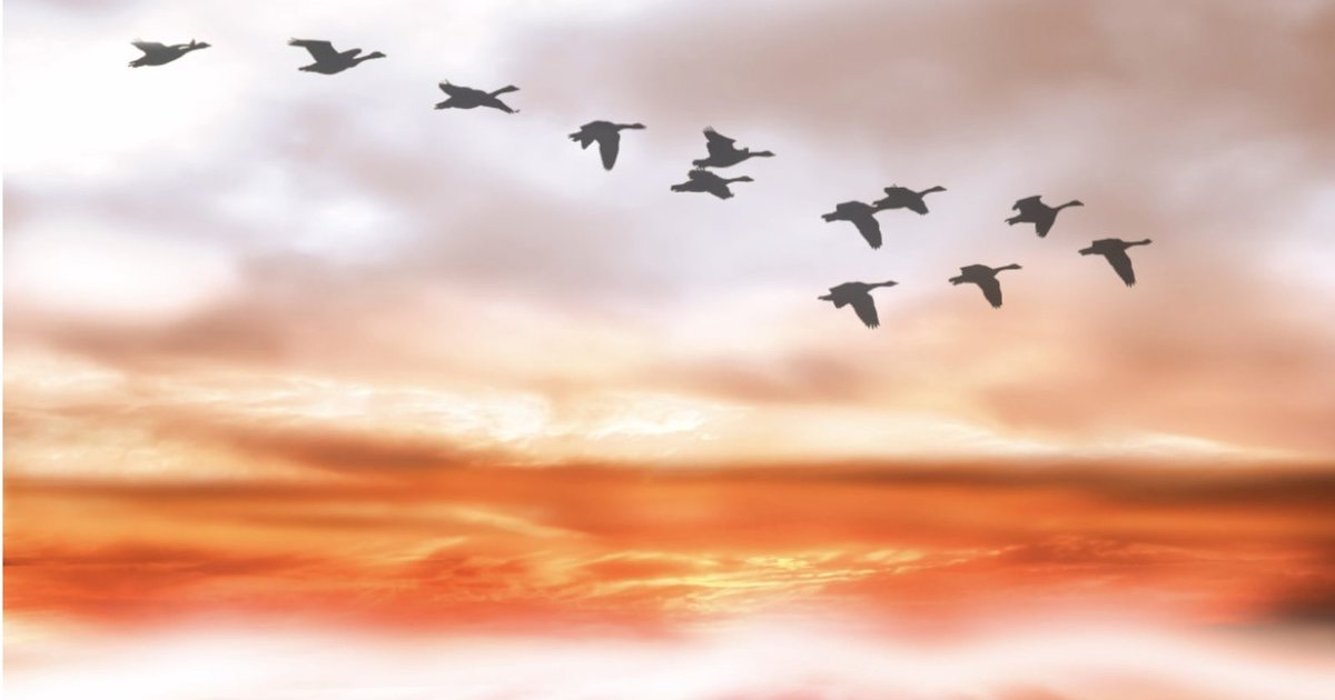 Geese flying in formation